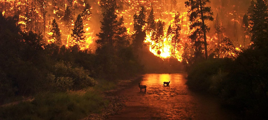Forest Fire