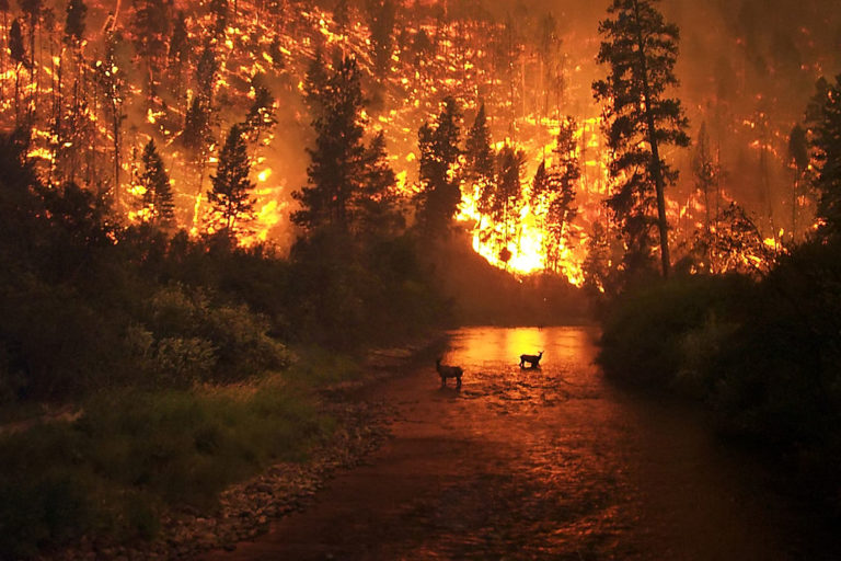 Forest Fire